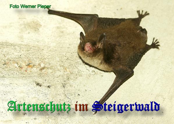 Copyright AiS - Werner Pieper Bild zum Eintrag (20855-160)