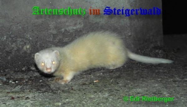 Copyright AiS / 2009 Edi Rietberger Bild zum Eintrag (20892-160)