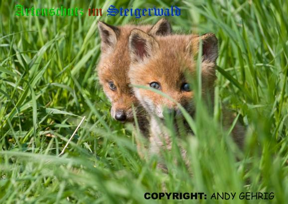 Copyright AiS / 2009 Andy Gehrig Bild zum Eintrag (20901-160)