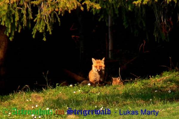 Copyright AiS / 2009 Lukas Marty Naturpixel Bild zum Eintrag (20904-160)