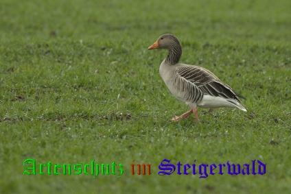 Copyright AiS Rösch Bild zum Eintrag (20950-160)