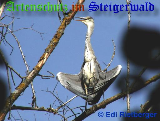 Copyright AiS / Edi Rietberger Bild zum Eintrag (20961-160)