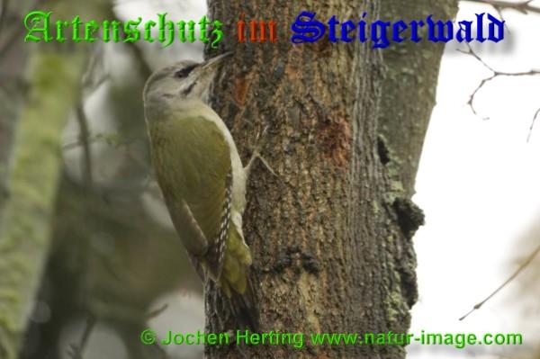 Copyright AiS / 2009 copyright Jochen Herting www.natur-image.com Bild zum Eintrag (20965-160)