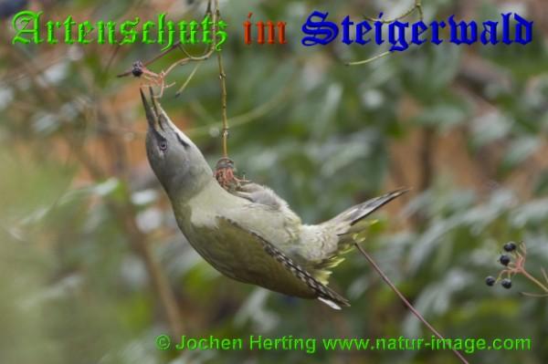 Copyright AiS / 2009 copyright Jochen Herting www.natur-image.com Bild zum Eintrag (20966-160)