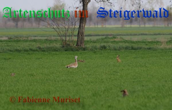 Copyright AiS / 2009 Fabienne Muriset Bild zum Eintrag (20970-160)