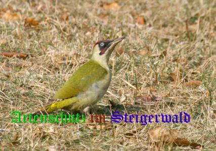 Copyright AiS Andy Gehrig Bild zum Eintrag (20979-160)