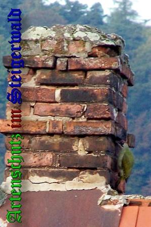 Copyright AiS / 2009 Winfried Zeck Bild zum Eintrag (20982-160)