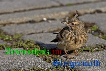 Copyright AiS Ulrich Rösch Bild zum Eintrag (21005-160)