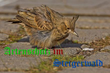 Copyright AiS Ulrich Rösch Bild zum Eintrag (21006-160)