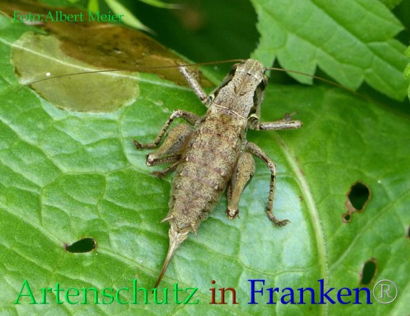 Copyright AiF - Albert Meier Bild zum Eintrag (21067-160)