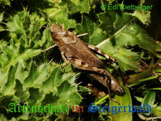 Copyright AiS / 2009 Edi Rietberger Bild zum Eintrag (21070-160)