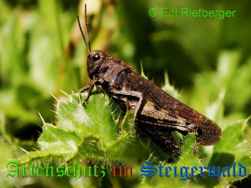 Copyright AiS / 2009 Edi Rietberger Bild zum Eintrag (21071-160)