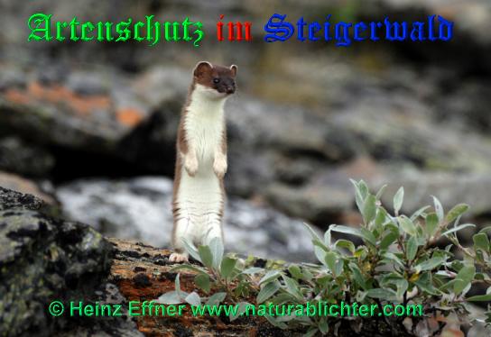 Copyright AiS / 2009 Heinz Effner - www.naturablichter.com Bild zum Eintrag (21075-160)