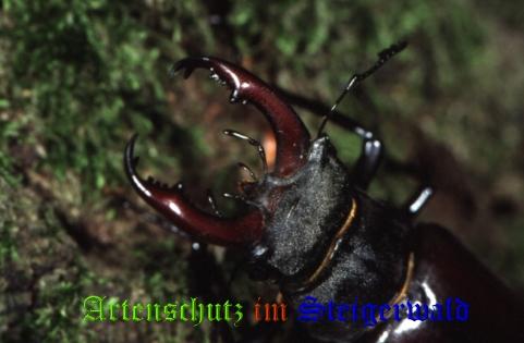 Copyright AiS / 2008 Hubertus Zinnecker Bild zum Eintrag (21088-160)