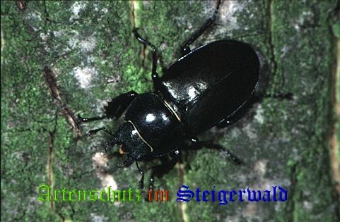 Copyright AiS / 2008 Hubertus Zinnecker Bild zum Eintrag (21089-160)