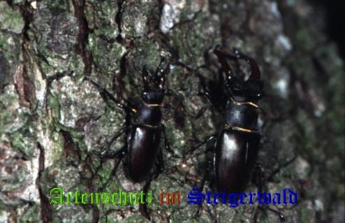 Copyright AiS / 2008 Hubertus Zinnecker Bild zum Eintrag (21090-160)