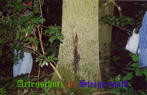 Copyright AiS / 2004 Köhler Bild zum Eintrag (21091-160)