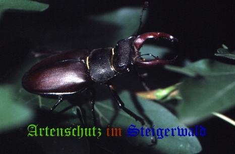 Copyright AiS / 2008 Hubertus Zinnecker Bild zum Eintrag (21093-160)
