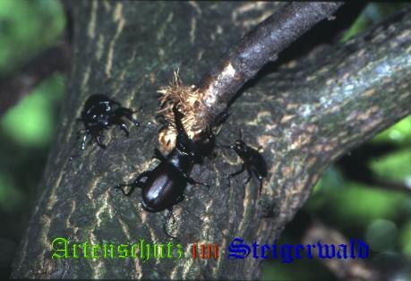 Copyright AiS / 2008 Hubertus Zinnecker Bild zum Eintrag (21094-160)