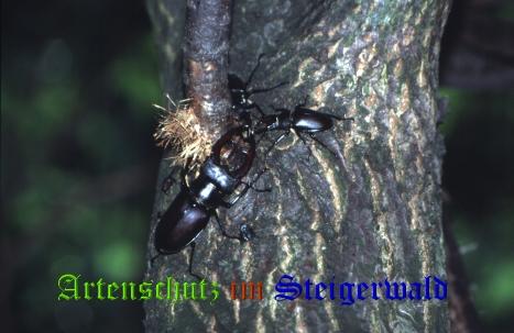 Copyright AiS / 2008 Hubertus Zinnecker Bild zum Eintrag (21095-160)