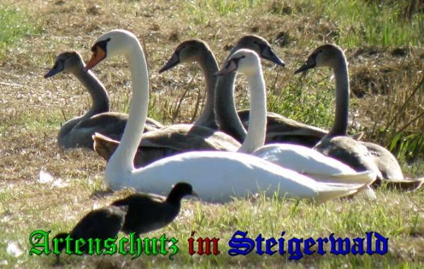 Copyright AiS / 2009 Albert Meier Bild zum Eintrag (21105-160)