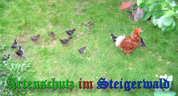 Copyright AiS / 2009 - Köhler Bild zum Eintrag (21122-160)