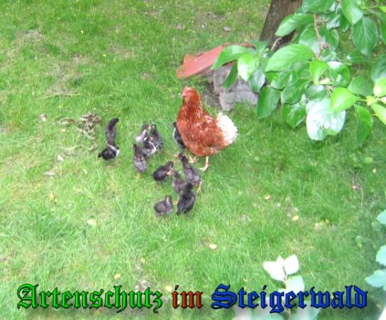 Copyright AiS / 2009 - Köhler Bild zum Eintrag (21123-160)