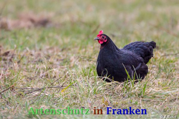 Copyright AiF Johannes Rother Bild zum Eintrag (21124-160)