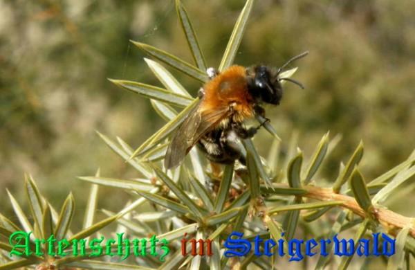 Copyright AiS / 2009 Albert Meier Bild zum Eintrag (21127-160)