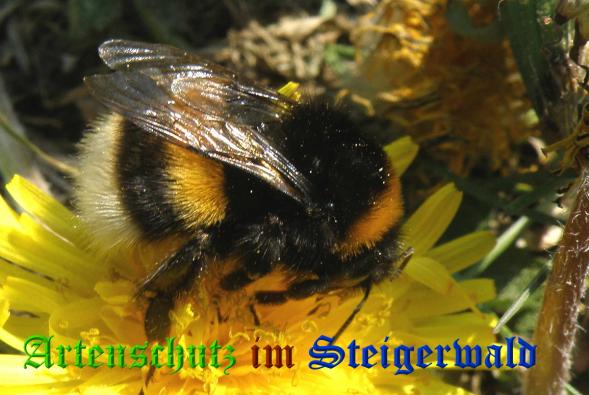 Copyright AiS- Albert Meier Bild zum Eintrag (21142-160)