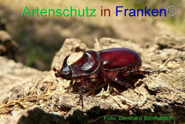 Copyright AiF - Bernhard Schmalisch Bild zum Eintrag (21178-160)