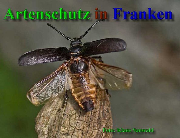 Copyright AiS-Klaus Sanwald Bild zum Eintrag (21197-160)