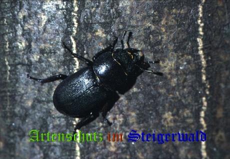 Copyright AiS / 2008 Hubertus Zinnecker Bild zum Eintrag (21205-160)