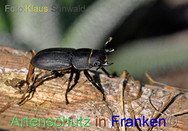 Copyright AiF / Klaus Sanwald Bild zum Eintrag (21206-160)