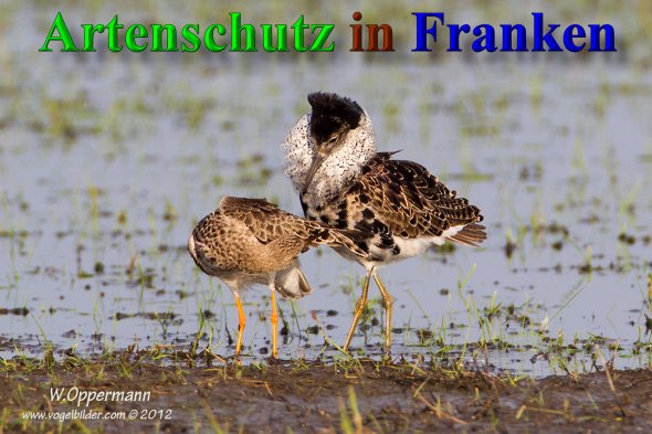 Copyright AiS - Werner Oppermann - www.vogelbilder.com Bild zum Eintrag (21224-160)