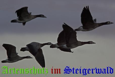 Copyright AiS / Ulrich Rösch Bild zum Eintrag (21231-160)