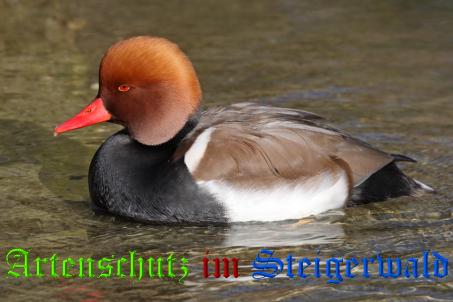 Copyright AiS / Andy Gehrig Bild zum Eintrag (21270-160)