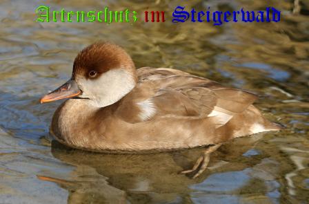 Copyright AiS / Andy Gehrig Bild zum Eintrag (21271-160)