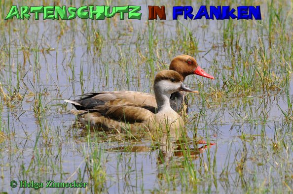 Copyright AiS- Albert Meier Bild zum Eintrag (21272-160)
