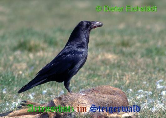 Copyright AiS / 2009 Dieter Eichstädt Bild zum Eintrag (21277-160)