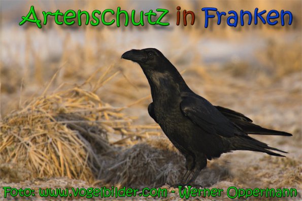 Copyright AiS www.vogelbilder.com Bild zum Eintrag (21278-160)