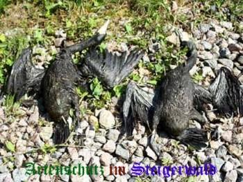 Copyright AiS / Kraft Bild zum Eintrag (21289-160)