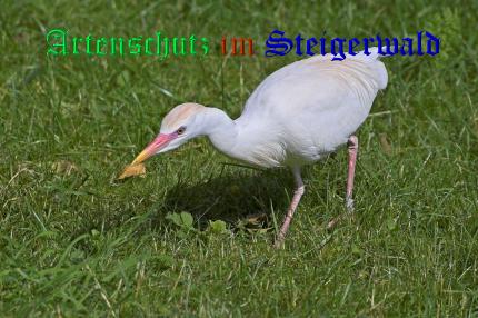 Copyright AiS / Ulrich Rösch Bild zum Eintrag (21313-160)