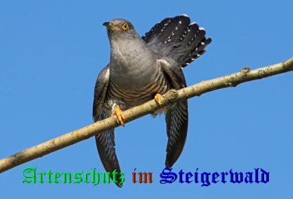 Copyright AiS / Gehrig Bild zum Eintrag (21320-160)