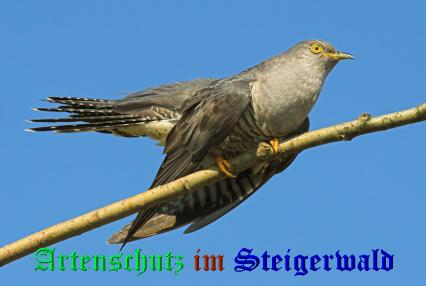 Copyright AiS / Gehrig Bild zum Eintrag (21321-160)