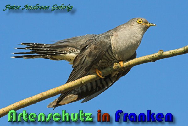 Copyright AiS Andreas Gehrig Bild zum Eintrag (21322-160)