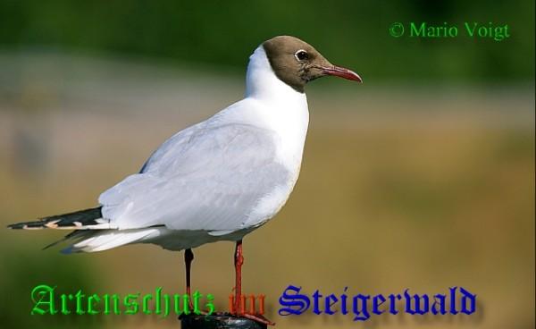 Copyright AiS / 2009 Mario Voigt Bild zum Eintrag (21325-160)