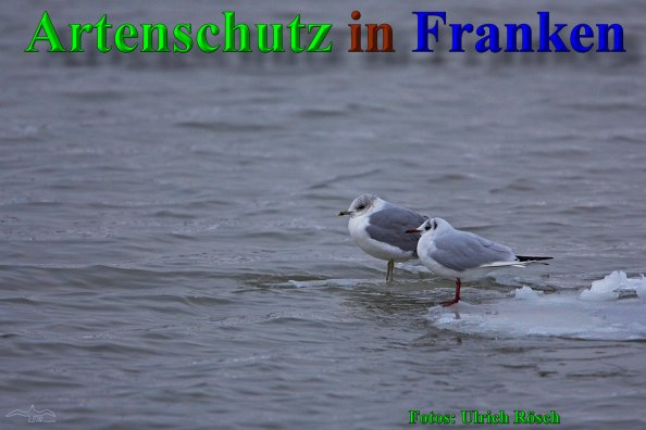 Copyright AiS- Ulrich Rösch Bild zum Eintrag (21326-160)