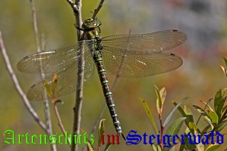 Copyright AiS / Ulrich Rösch Bild zum Eintrag (21333-160)