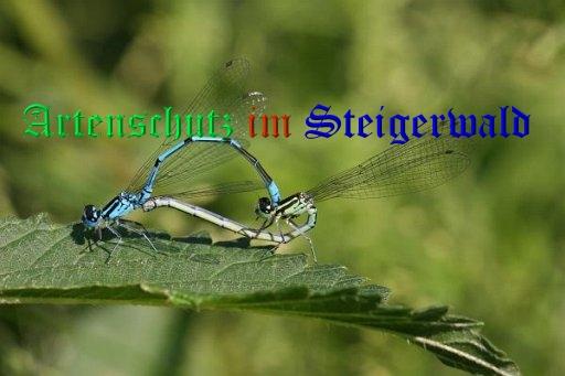 Bild zum Eintrag (21337-160)
